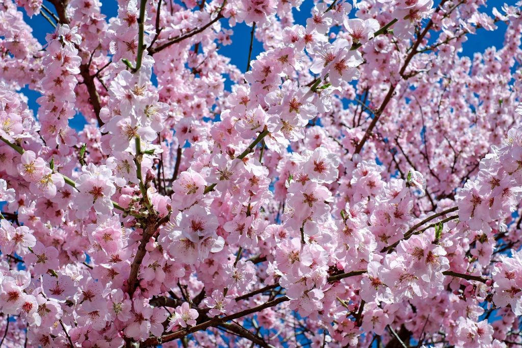 japanese cherry blossom, flowers, tree-2168858.jpg